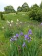 P1020727 Iris sibirica erivisa 20090620.JPG