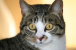 Kater Pagy