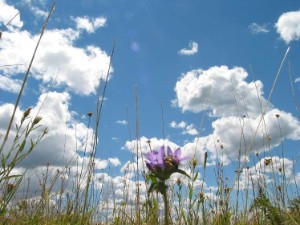 Auf der Blumenwiese liegen, in den Himmel schauen und die Seele baumeln lassen...