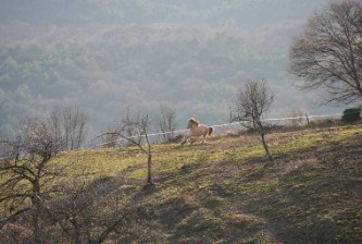 Fjordi-Wallach Eon galoppiert &uuml;ber die Koppel