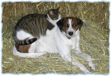 Srecko und Muc