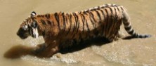 Zoo Ljubljana - Abk&uuml;hlung vor der Sommerhitze (Foto: privat)